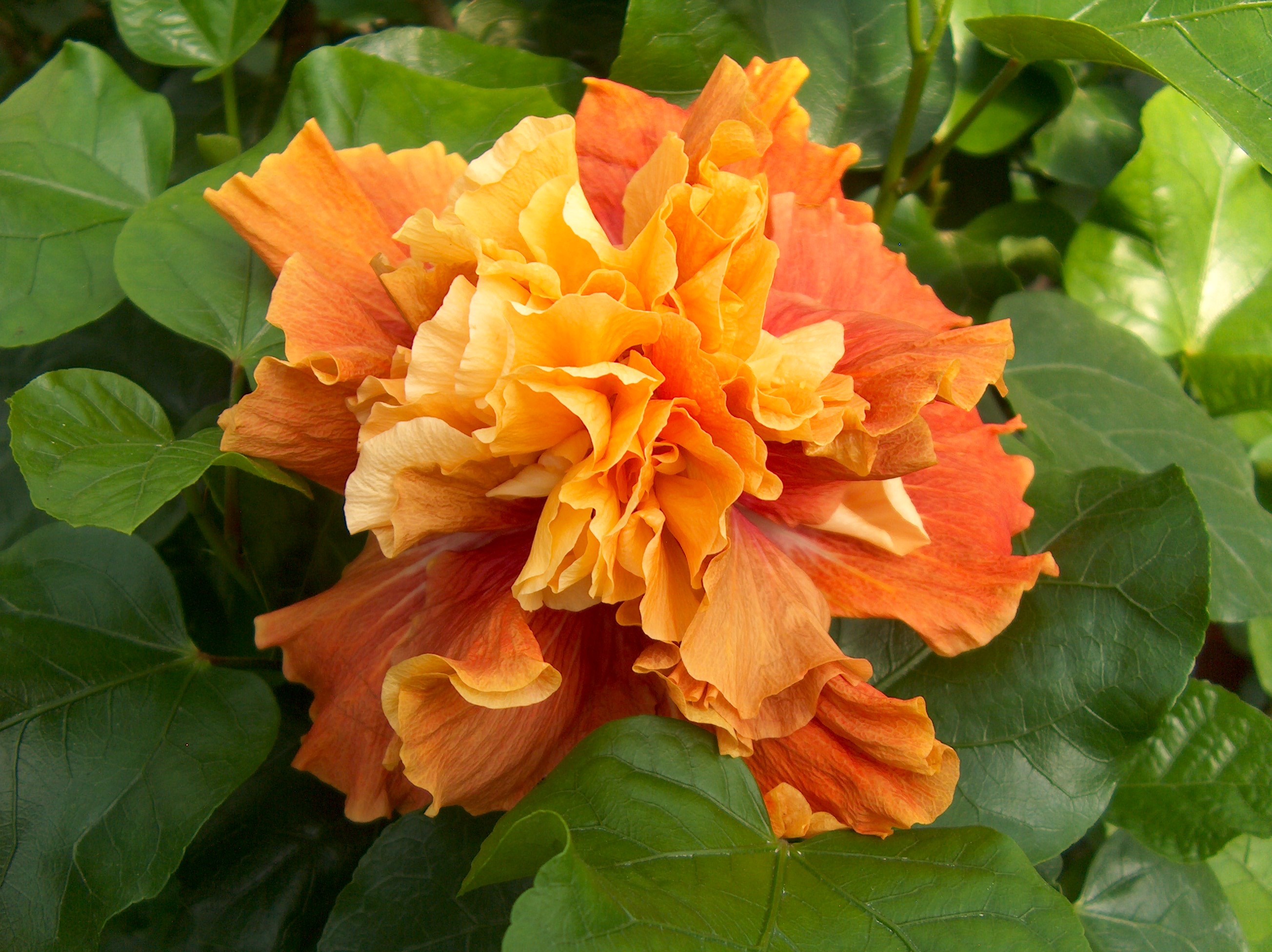 Online Plant Guide Hibiscus rosasinensis 'Magic Moment' / Magic